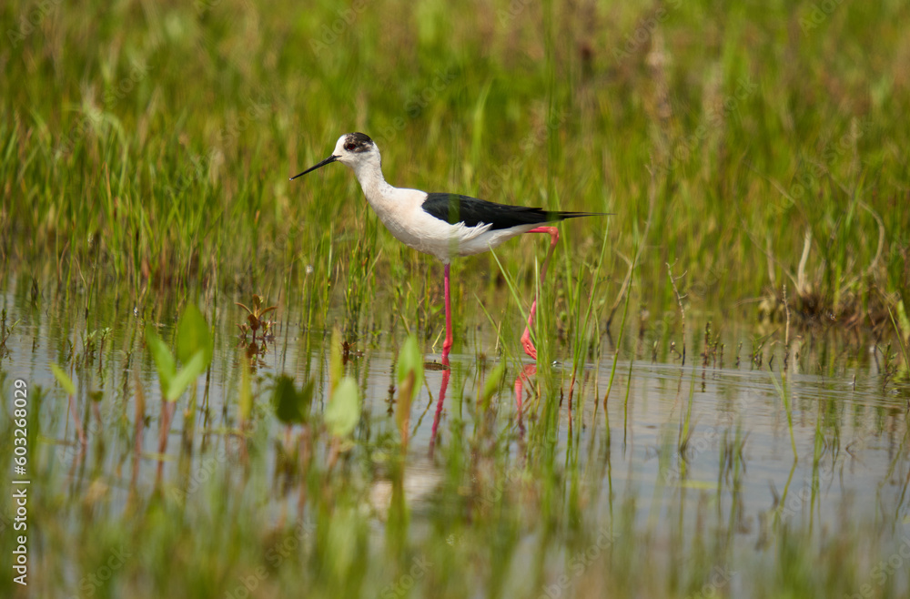 Black winged stilt feeding in a marsh Black winged stilt feeding in a marsh