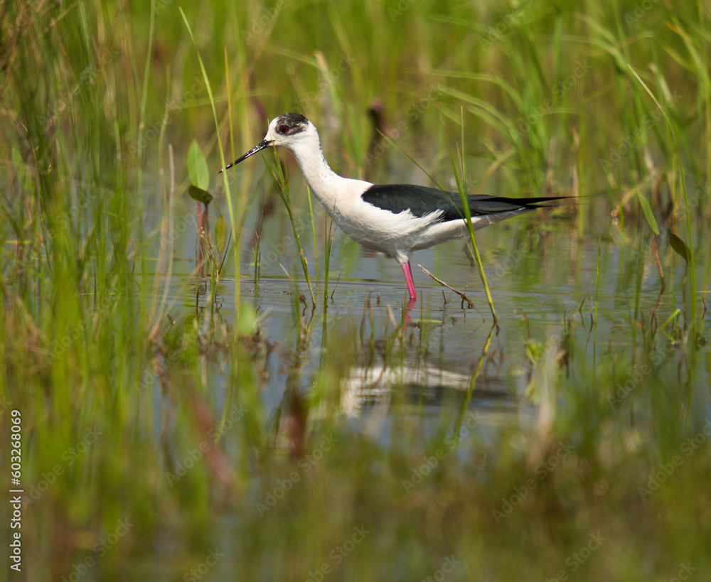 Black winged stilt feeding in a marsh Black winged stilt feeding in a marsh