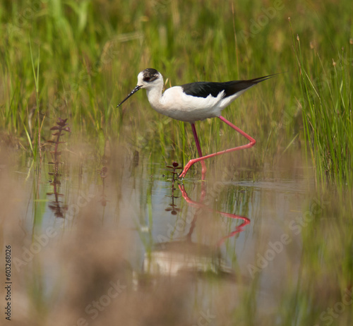 Black winged stilt feeding in a marsh