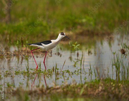 Black winged stilt feeding in a marsh