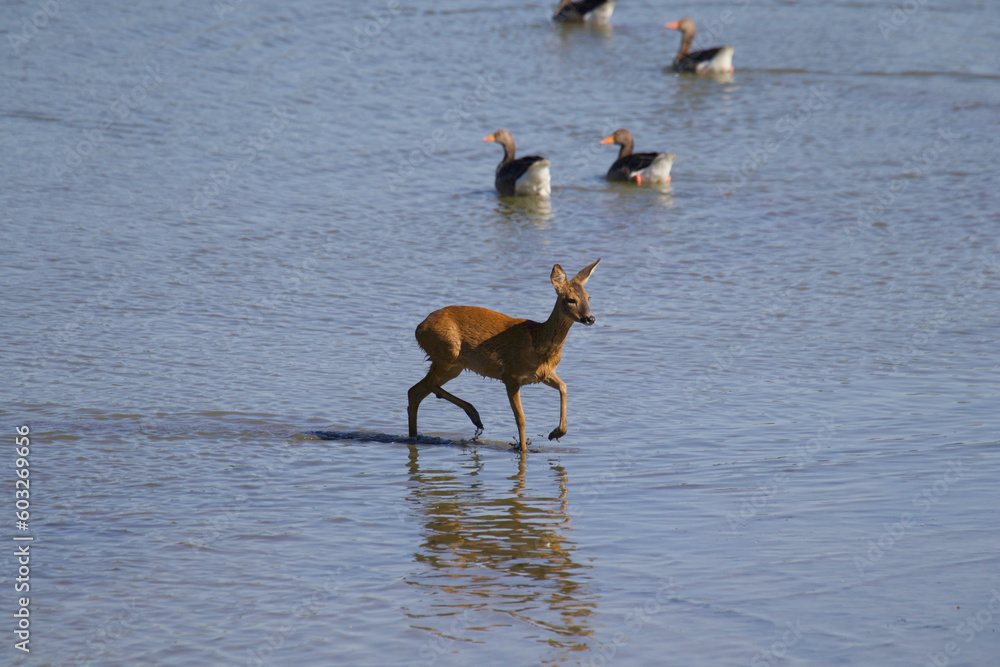 deer in the water deer in the water