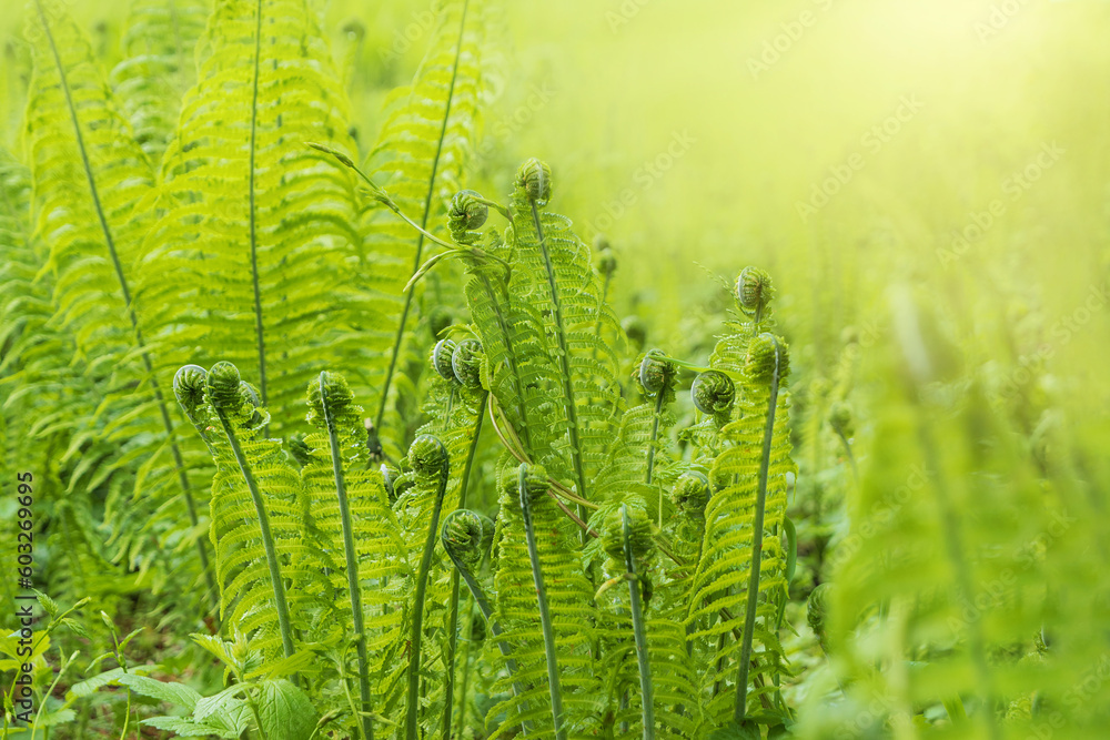 Obraz premium Beautiful, fresh fern sprouts in spring woodlands and sunbeams. Closup of growing fern plant. Natural spring scenery in Germany, Europe with copy space