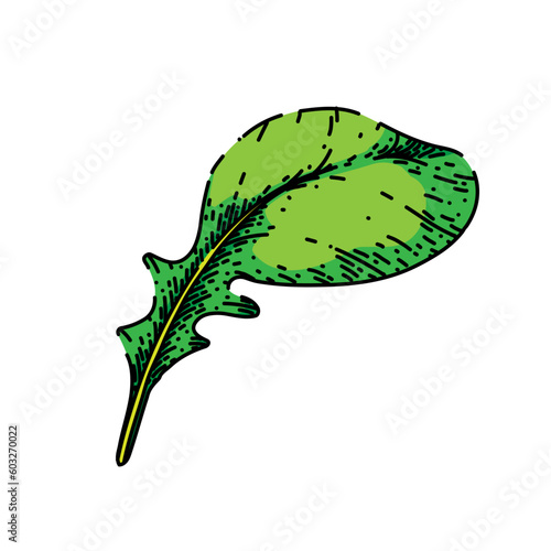 argula fresh salad hand drawn. vegetable vegetarian, green healthy, food plant, leaf organic, rucola rocket argula fresh salad vector sketch. isolated color illustration