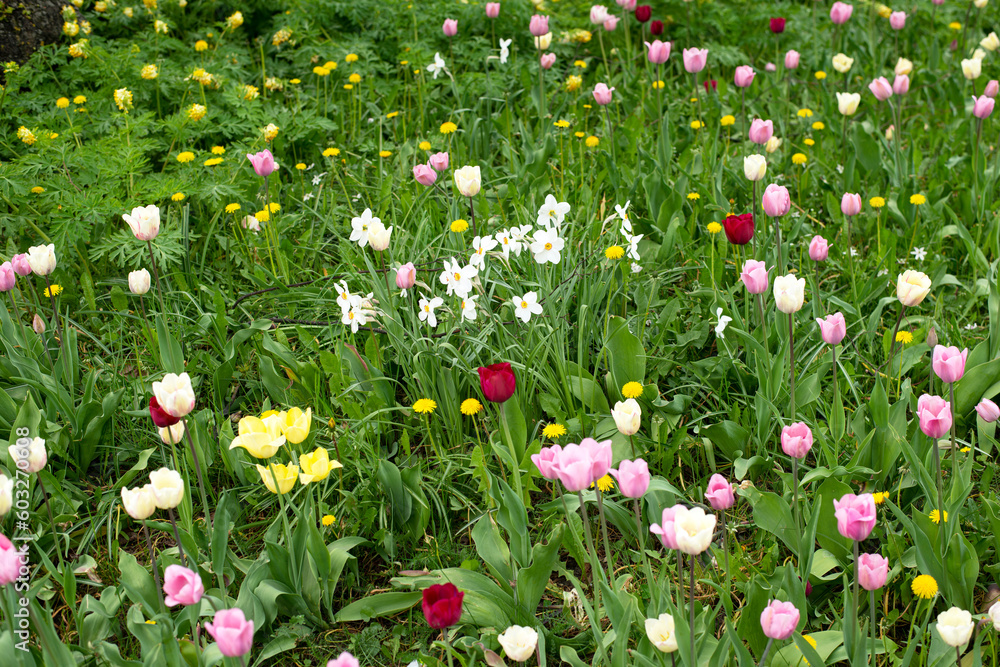 red and white tulips, nacka,sweden,sverige,stockholm