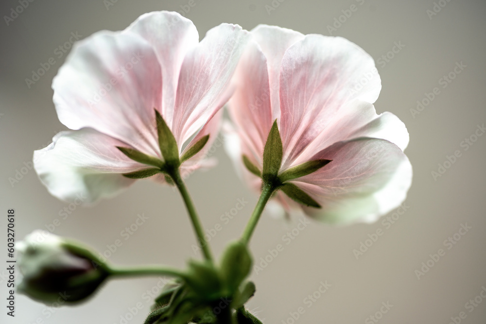 Obraz premium close up of pink flower, nacka,sweden,sverige,stockholm