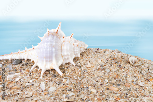 Seashell on sand on the seashore.