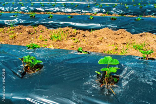 Rows of strawberry on ground covered by plastic mulch film in agriculture organic farming. Cultivation of berries and vegetables using mulching method