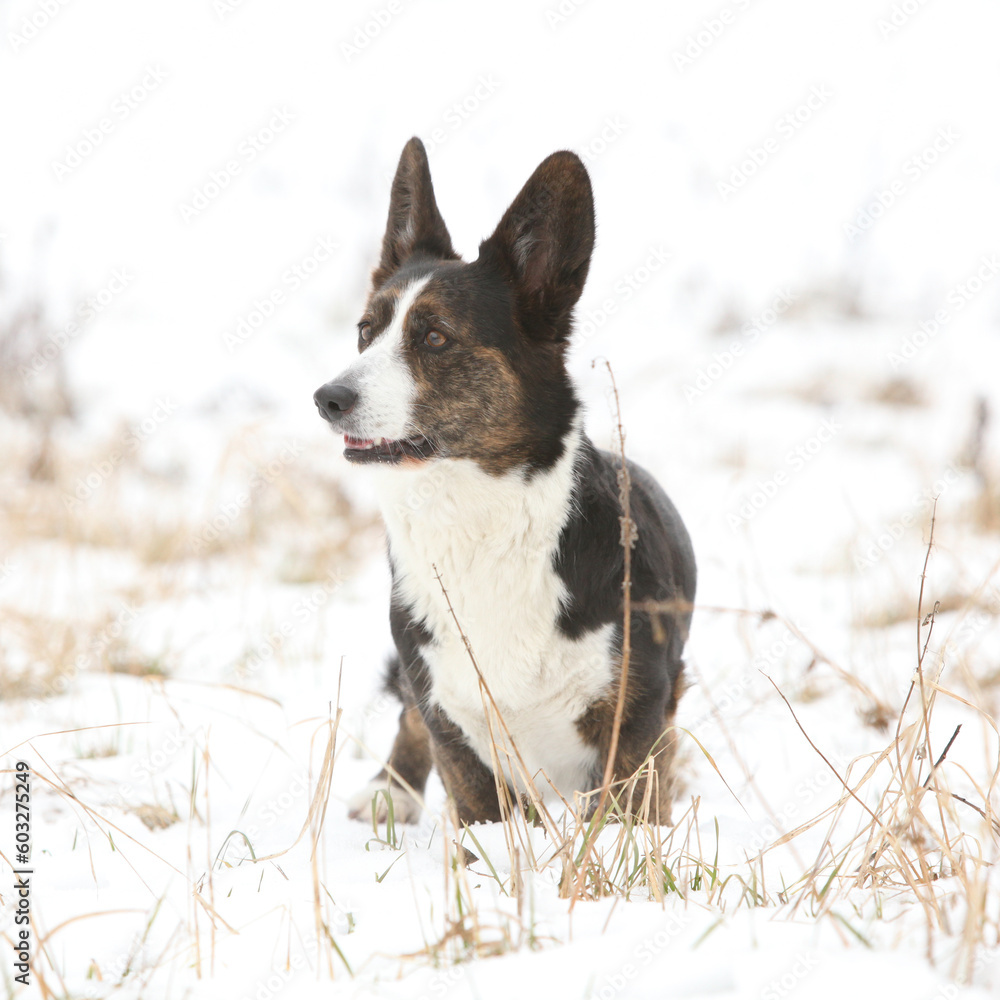 Nice welsh corgi cardigan in the snow Nice welsh corgi cardigan in the snow