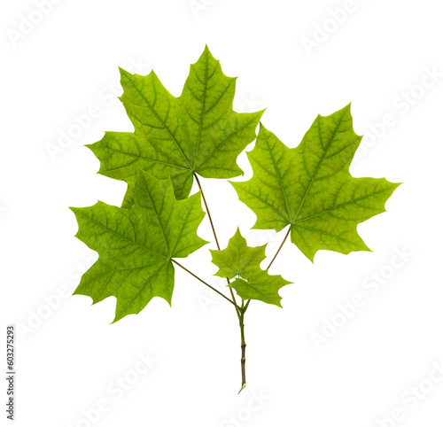 Maple branch with green leaves, isolated on a transparent background
