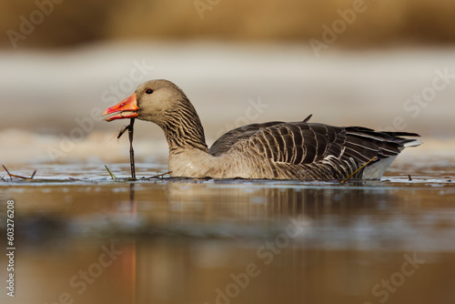 Greylag goose or graylag goose (Anser anser) swimming in the river and feeding in spring. 