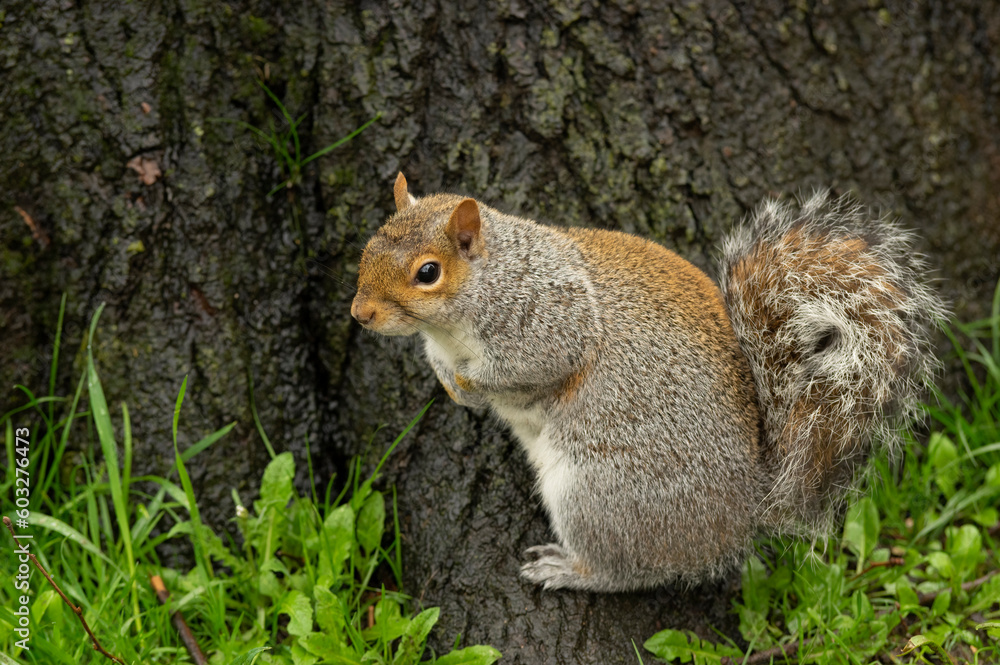 Eastern Gray Squirrel Standing on a Trunk – Photograph Eastern Gray Squirrel Standing on a Trunk – Photograph