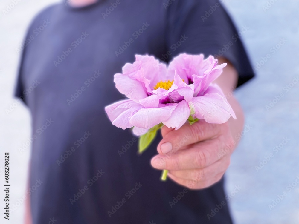 Man's hand holding pink flower peony.