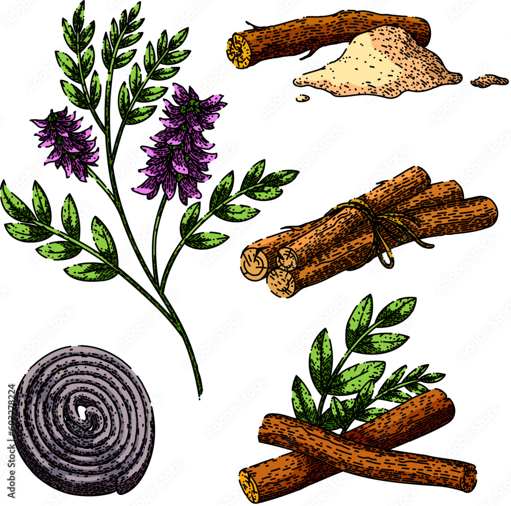 licorice liquorice aromatic set hand drawn. food health, herbal