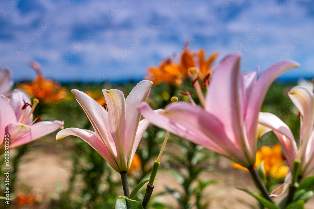 Close-up of Lily on blue sky. Daylily Bell flower in garden. Lily blooming. Lilium flower on blue background. Gardening concept. Close-up of Lily on blue sky. Daylily Bell flower in garden. Lily blooming. Lilium flower on blue background. Gardening concept.