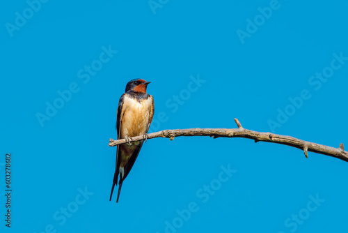 Barn Swallow perched on a branch against a clear blue sky.