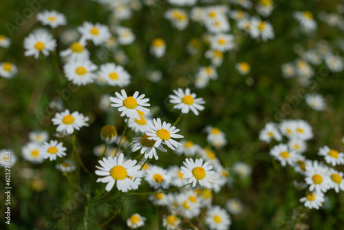 Field of flowering daisies. Alternative medicine. Summer flowers. Beautiful meadow. summer background