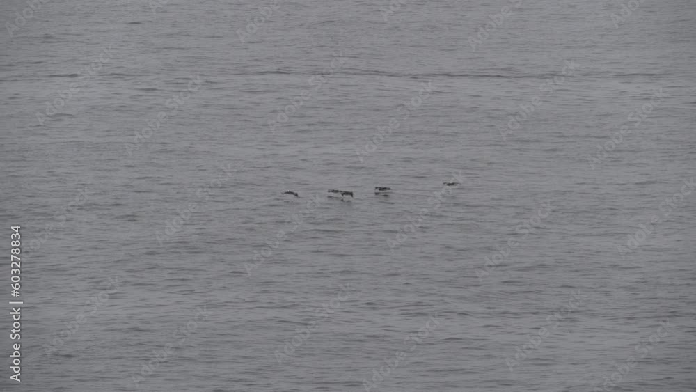 flock of Pelicans flying along the rugged coast line of the pacific ocean at the edge of the Atacama desert. flock of Pelicans flying along the rugged coast line of the pacific ocean at the edge of the Atacama desert.
