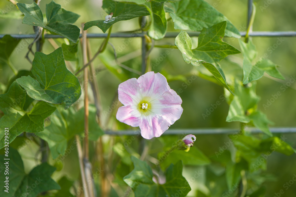 pink white morning glory flower with green leaves as background pink white morning glory flower with green leaves as background