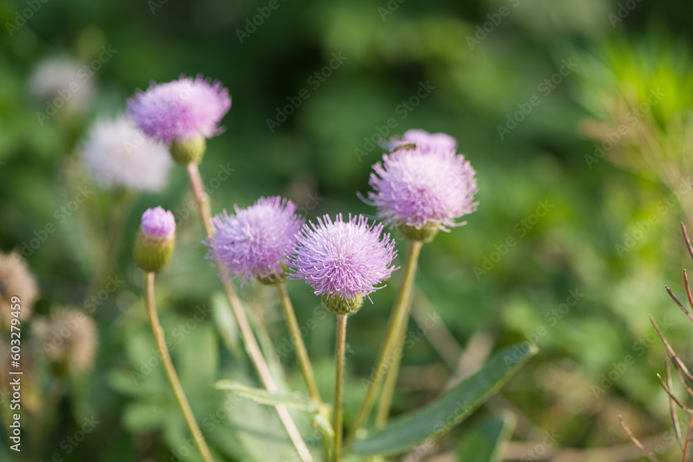 Pink purple thistle flowers, Cirsium vulgare,Silybum marianum herbal remedy Pink purple thistle flowers, Cirsium vulgare,Silybum marianum herbal remedy
