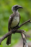 African Grey Hornbill (Grysneushoringvoël) (Lophoceros nasutus) in Kruger National Park