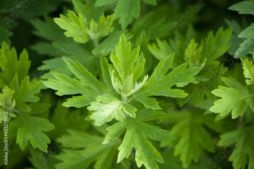 green wormwood (Artemisia absinthium) plant grows in the wild	