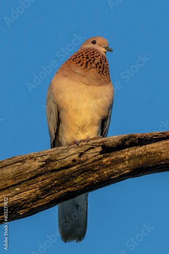 Laughing Dove (Rooiborsduifie) in Kruger National Park
