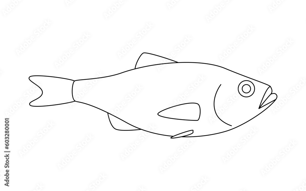 Obraz premium Seabass perch marine line art, seafood and underwater animal. Aquatic delicacy, gourmet. Fishery. Coloring for children. Vector illustration isolated