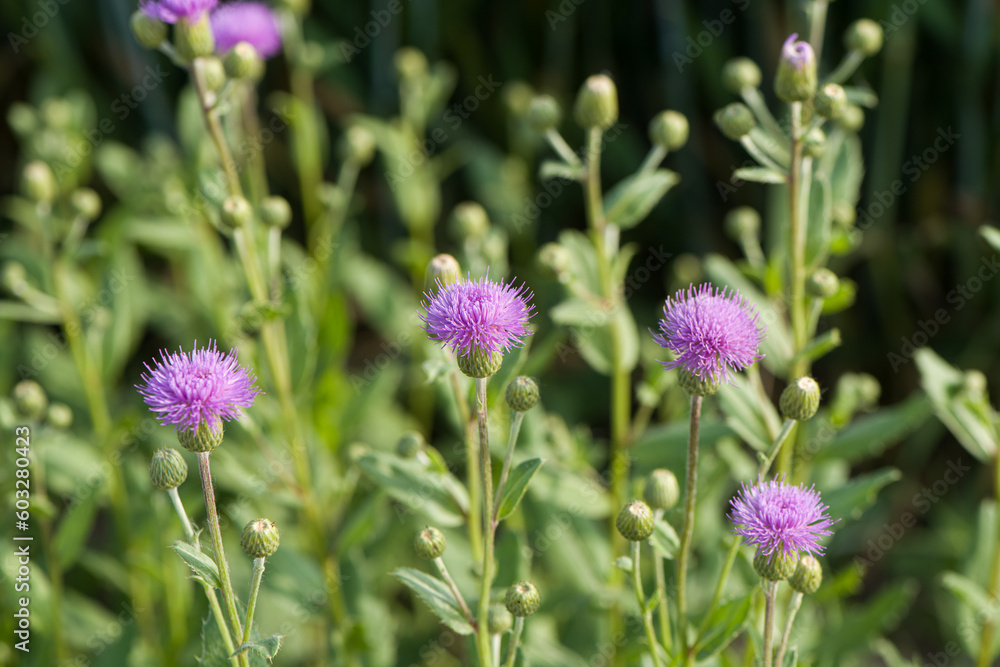 Pink purple thistle flowers, Cirsium vulgare,Silybum marianum herbal remedy Pink purple thistle flowers, Cirsium vulgare,Silybum marianum herbal remedy