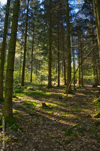 Coniferous trees in a row, abstract perspective, nature photo