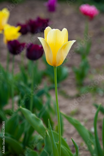 Yellow tulip with a large bud grows in the garden