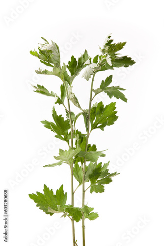 sprigs of medicinal wormwood isolated on white background. Sagebrush sprig. Artemisia  mugwort. 