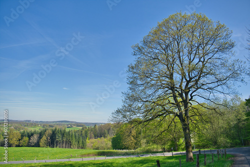 Green landscape in spring , blue sky. nature, landscape photo