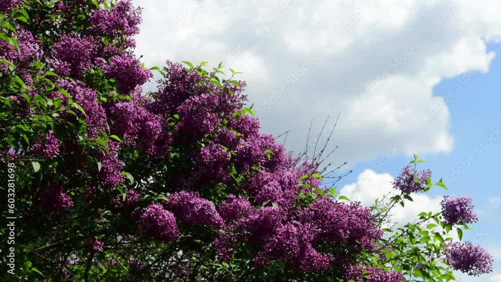 Spring nature flowers garden at summer sunny day, purple and white blooming lilac 4k video Spring nature flowers garden at summer sunny day, purple and white blooming lilac 4k video