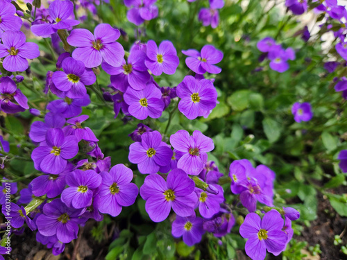 flowers in the garden