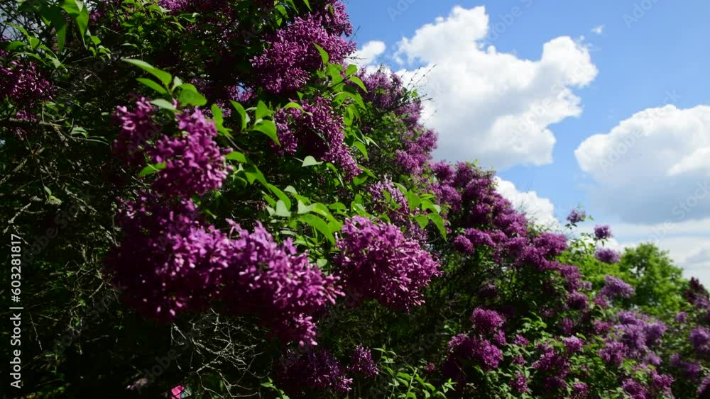 Spring nature flowers garden at summer sunny day, purple and white blooming lilac 4k video Spring nature flowers garden at summer sunny day, purple and white blooming lilac 4k video