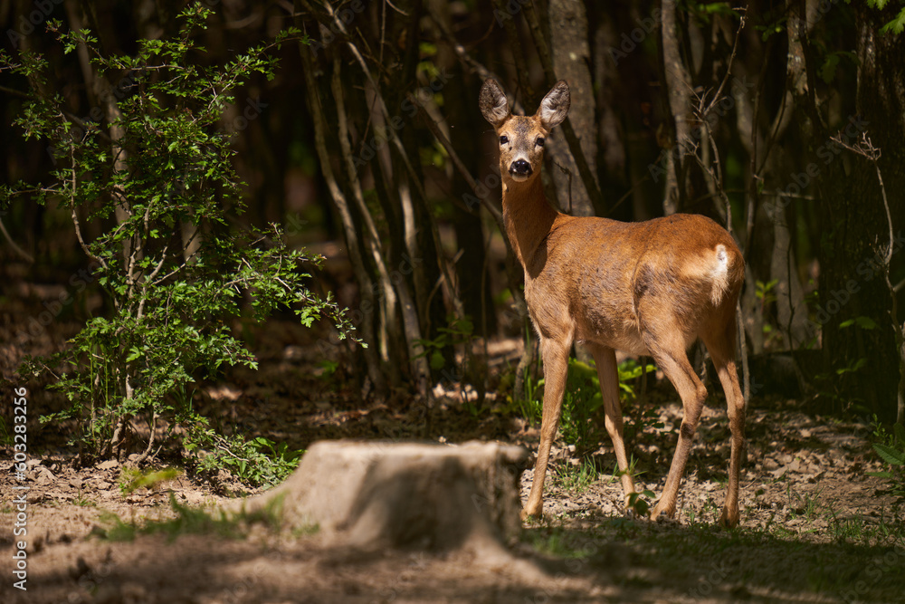 Pregnant roe deer in the forest Pregnant roe deer in the forest