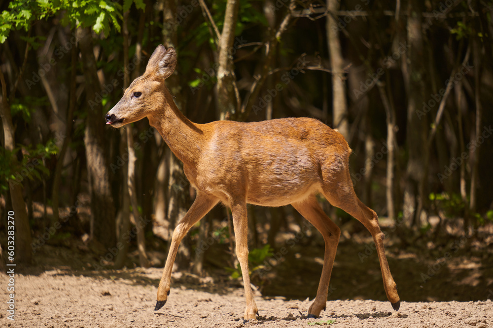 Pregnant roe deer in the forest Pregnant roe deer in the forest