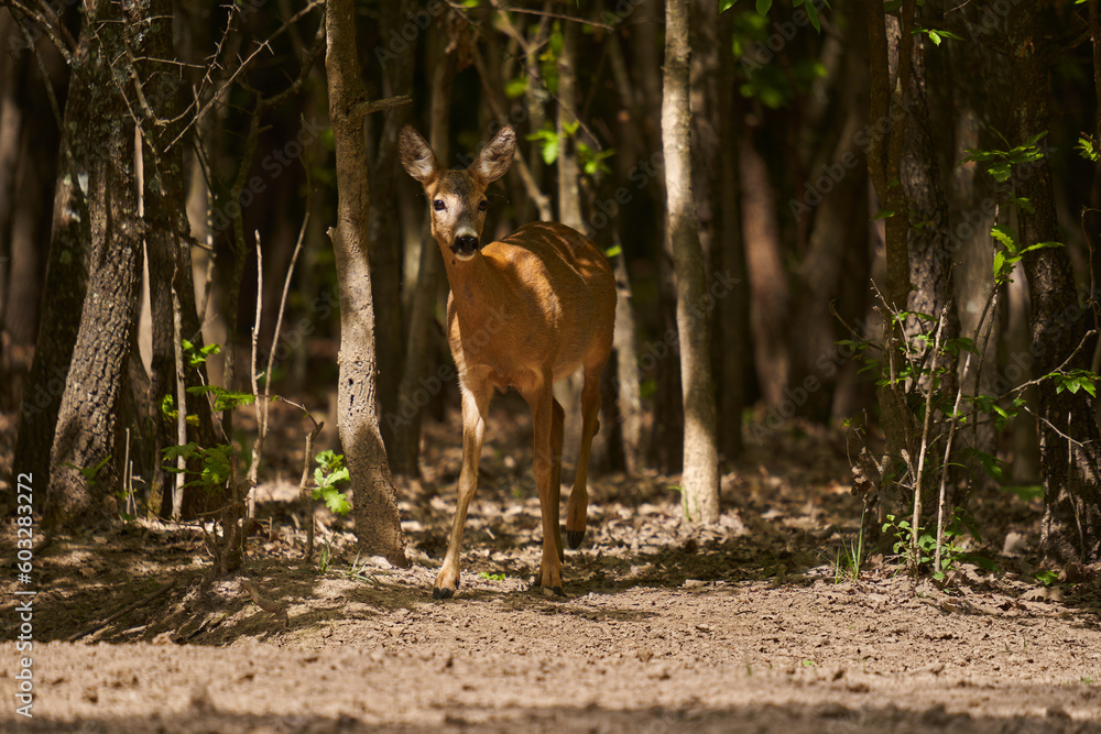 Pregnant roe deer in the forest Pregnant roe deer in the forest