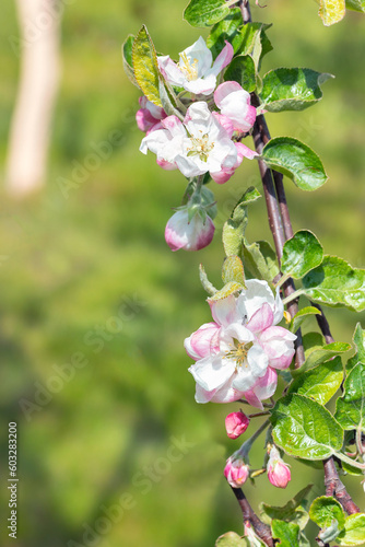 Blossoming branch of an apple tree on a blurred background of garden greenery in early spring.