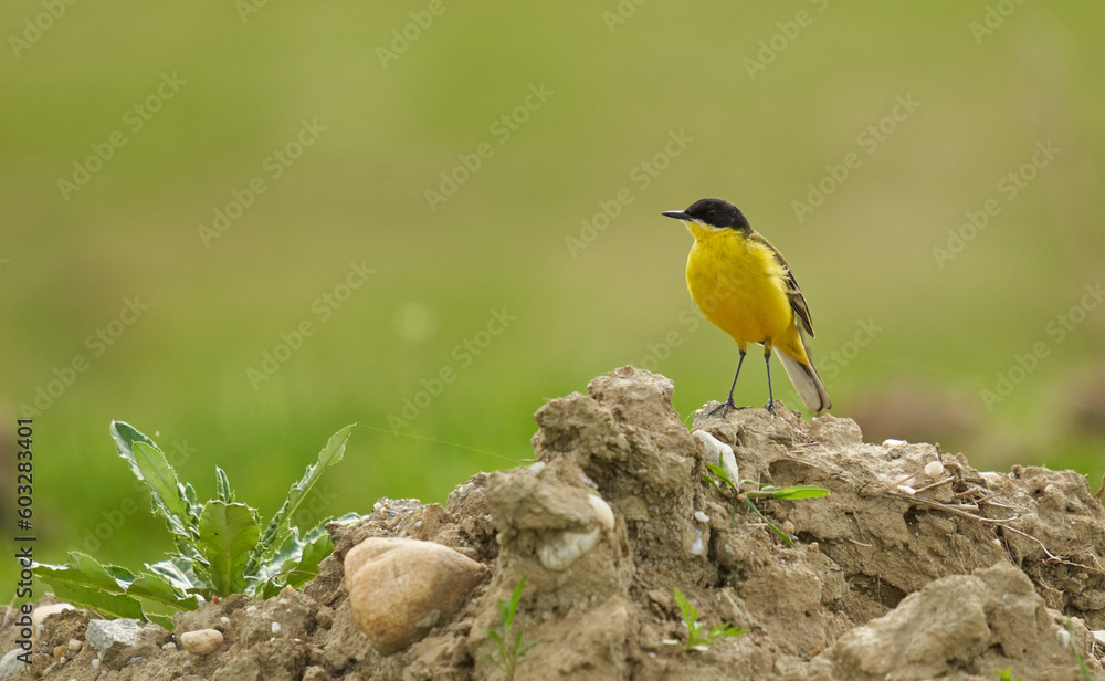 Fototapeta premium Black headed yellow wagtail in a wheat field