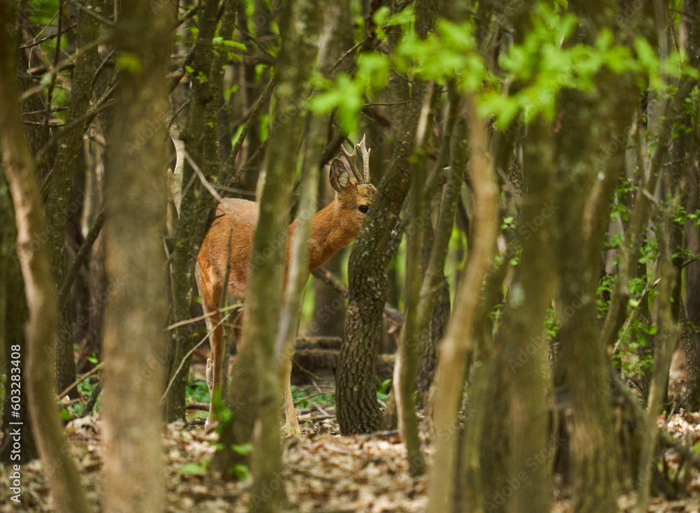 Cautious roebuck in an oak forest