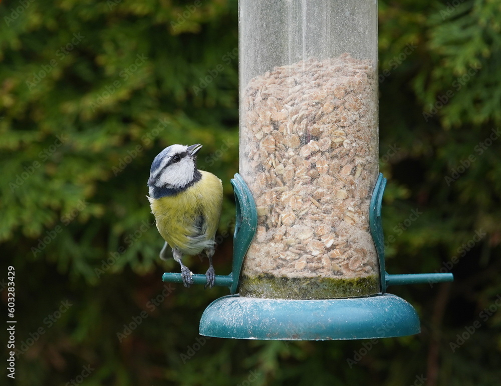 Fototapeta premium blue tit at the feeder,blaumeise am futterspender