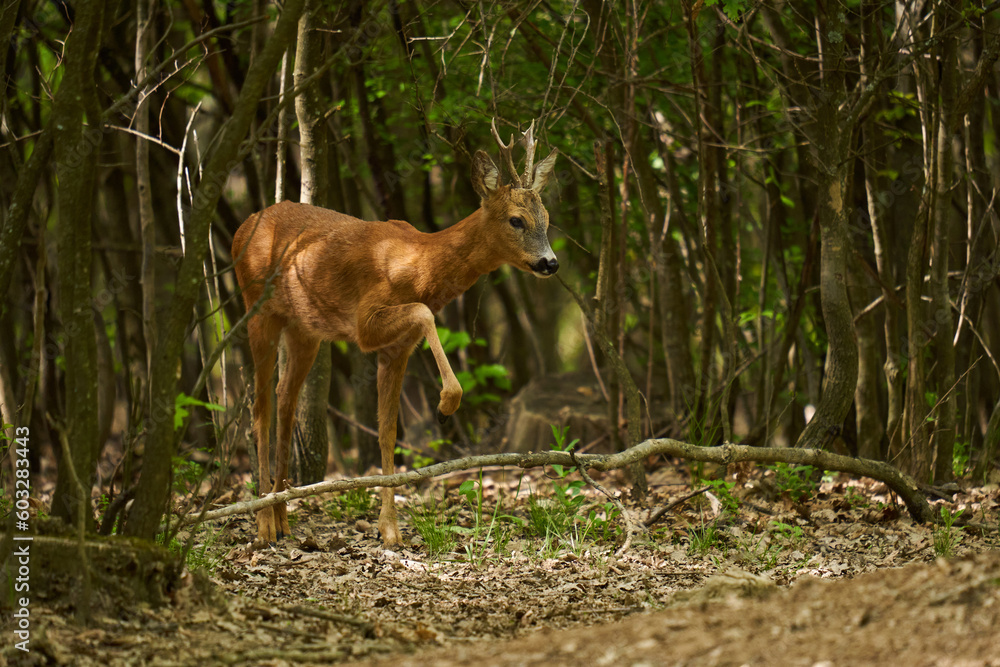 Roebuck in an oak forest