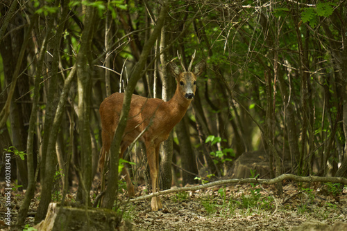 Roebuck in an oak forest