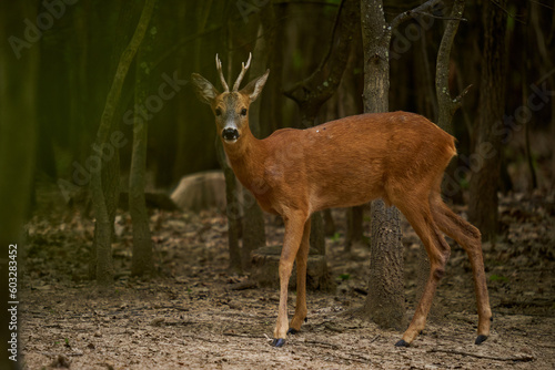 Roebuck in an oak forest