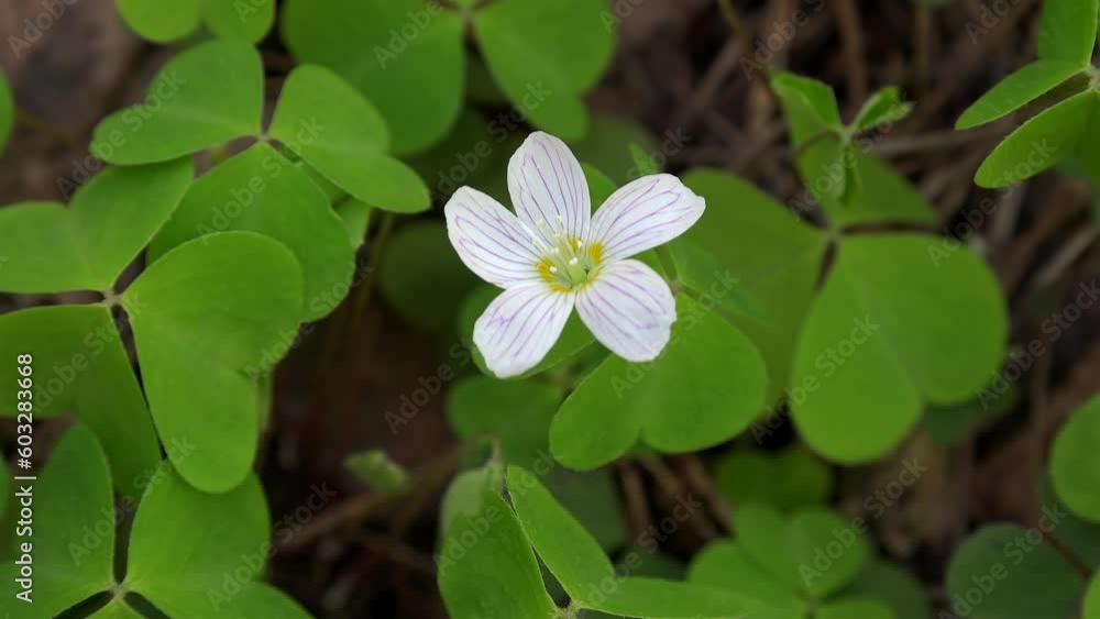 Blooming Common wood sorrel (Oxalis acetosella) at spring.
Blooming Common wood sorrel (Oxalis acetosella) at spring.