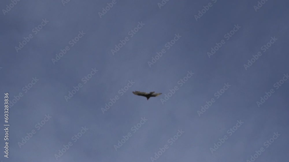 turkey vulture soaring in the blue sky at the coastline if the pacific ocean at the edge of the Atacama desert in chile. turkey vulture soaring in the blue sky at the coastline if the pacific ocean at the edge of the Atacama desert in chile.