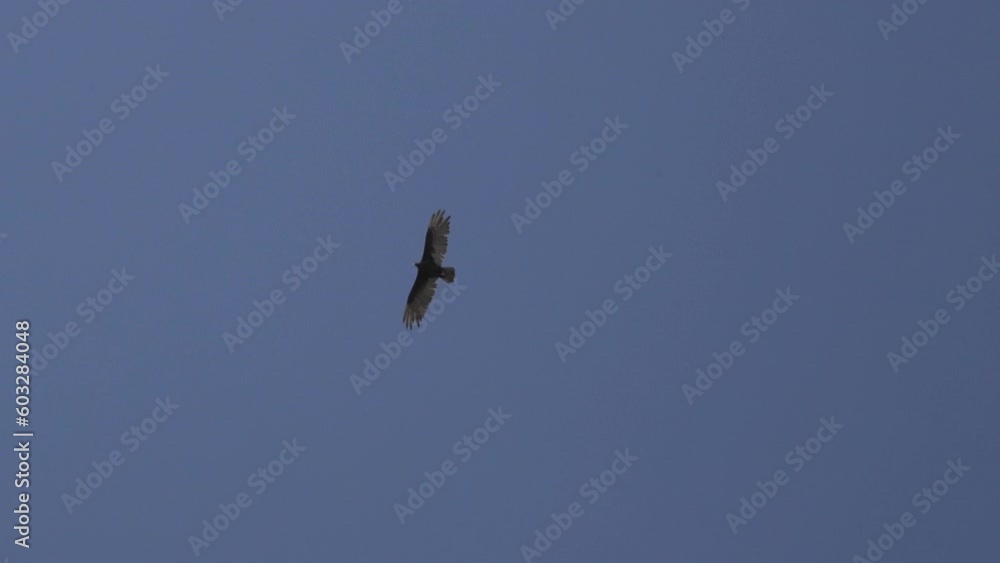 turkey vulture soaring in the blue sky at the coastline if the pacific ocean at the edge of the Atacama desert in chile. turkey vulture soaring in the blue sky at the coastline if the pacific ocean at the edge of the Atacama desert in chile.