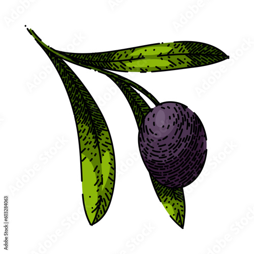 oline branch food hand drawn. olive natural, green organic, plant fresh, leaf leaves, tree healthy oline branch food vector sketch. isolated color illustration