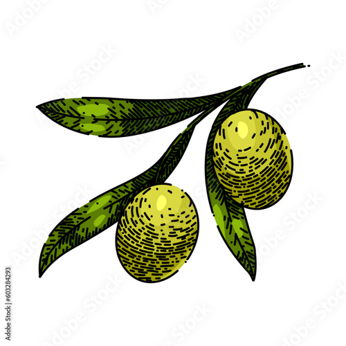 oline organic food hand drawn. olive natural, branch green, plant fresh, leaf leaves, tree healthy oline organic food vector sketch. isolated color illustration